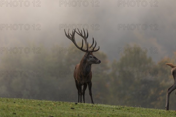 One Red Deer stag (Cervus elaphus) at the rutting season, calling . A forest in fall foliage and