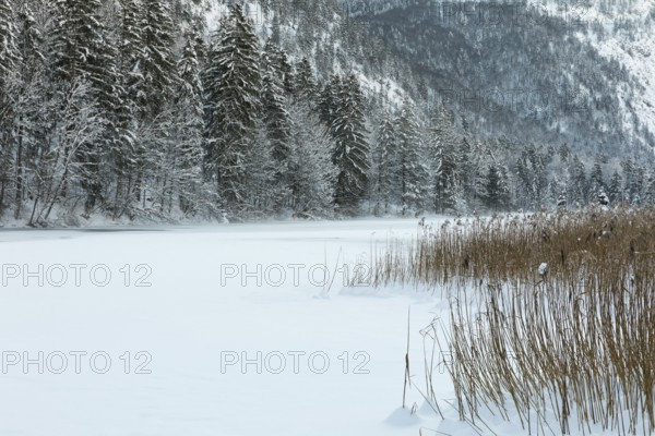 Misty morning on Lake Almsee which is frozen and snow covered. Snow on the forest and reed grass on