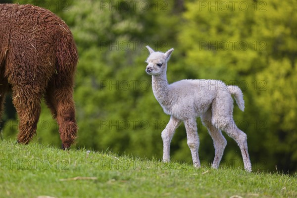 One brown female Alpaca (Vicugna pacos) stands with her young on a fresh green meadow . A green