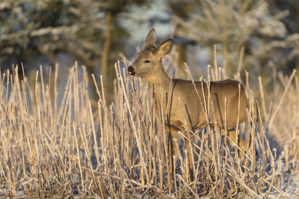 Roe deer standing in hoar frosted dead stinging nettle at minus 15 °C at sunrise. Licking off the