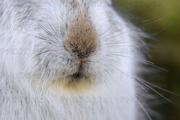 Mountain hare, alpine hare, snow hare (Lepus timidus) close-up of nose and whiskers in white winter