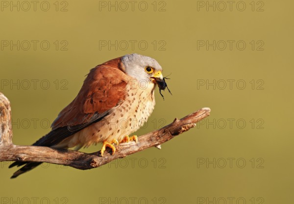 WW_V_FA_ROE_240462Q_351 Male lesser kestrel (Falco naumanni) with prey, Extremadura, Spain, Europe