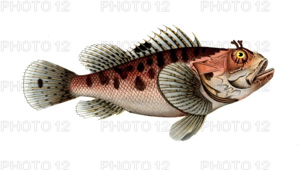 Fish, fish, genus of fish from the scorpionfish family, Scorpaena scrofa, the poisinnet grooper,