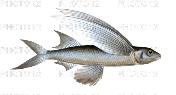 Fish, Fish, genus Flying fish, Exocoetus mesogaster, the middle-Pinned Flying-Fish, Historical,