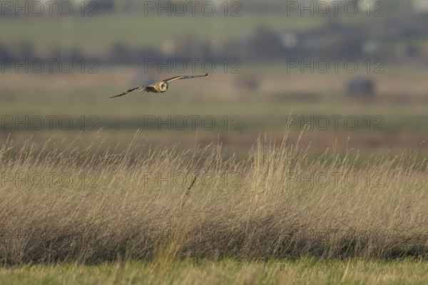 Short-eared owl (Asio flammeus) adult bird flying hunting over grassland, England, United Kingdom,