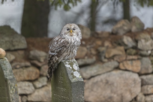 One Ural owl (Strix uralensis) sitting on a old jewish gravestone with a natural stone masonry and