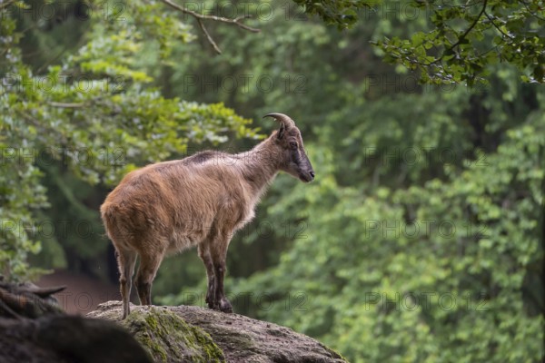 A female Himalayan tahr (Hemitragus jemlahicus) stands on a rock. A dense forest is in the