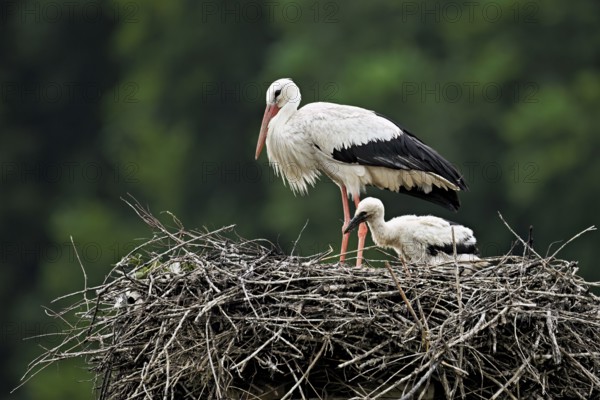 White stork (Ciconia ciconia), adult with chicks standing on eyrie, Canton Aargau, Switzerland,
