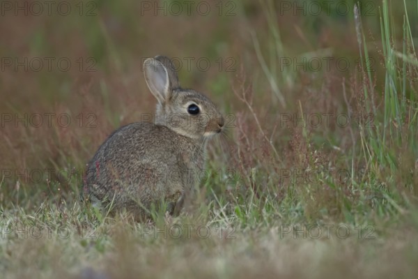 Rabbit (Oryctolagus cuniculus) wild juvenile baby animal resting in grassland in the summer,