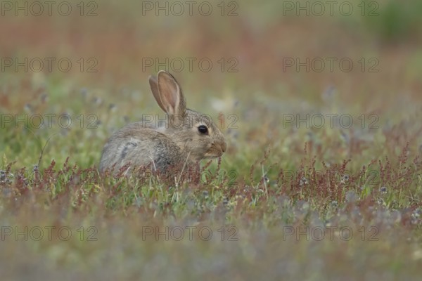 Rabbit (Oryctolagus cuniculus) wild juvenile baby animal in grassland with summer flowers, England,