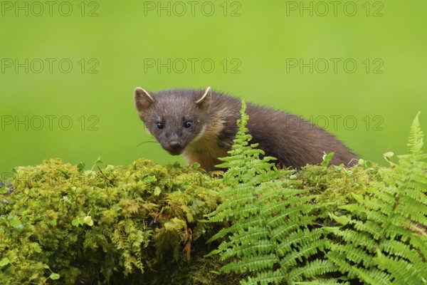 Pine marten (Martes martes) adult animal on a moss covered tree stump, Scotland, United Kingdom,
