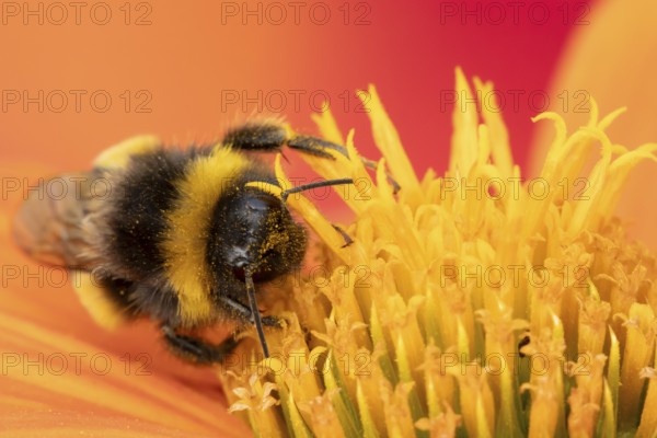 Buff tailed bumblebee (Bombus terrestris) adult bee feeding on a Mexican sunflower (Tithonia spp)