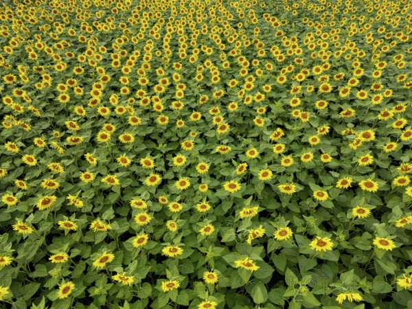 Sunflower field near Holzhausen, town of Rheinau, aerial view, Ortenau district, Baden-Württemberg,