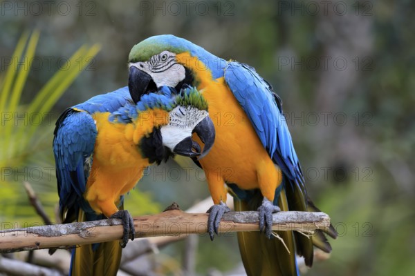 Yellow-breasted Macaw (Ara ararauna), adult, perch, pair, social behaviour, plumage care, South