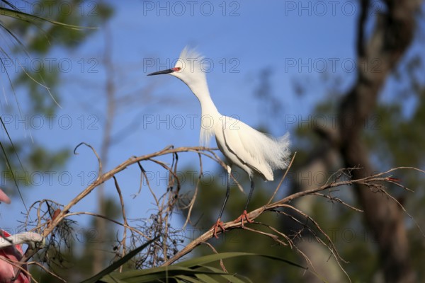 Great Egret (Egretta thula), adult, in breeding plumage, during breeding season, on tree, on guard,
