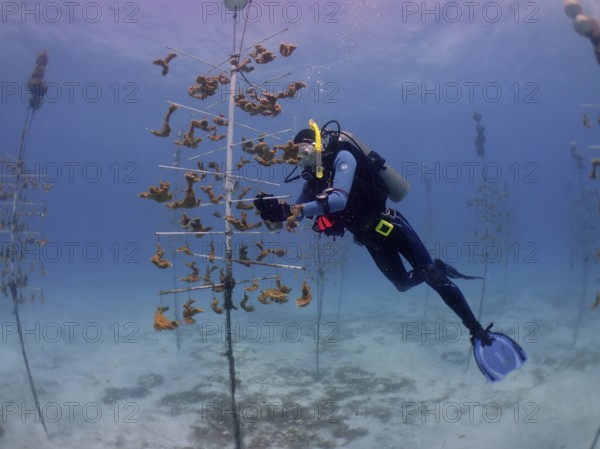 Coral farming. Diver cleans the frame on which young specimens of elkhorn coral (Acropora palmata)
