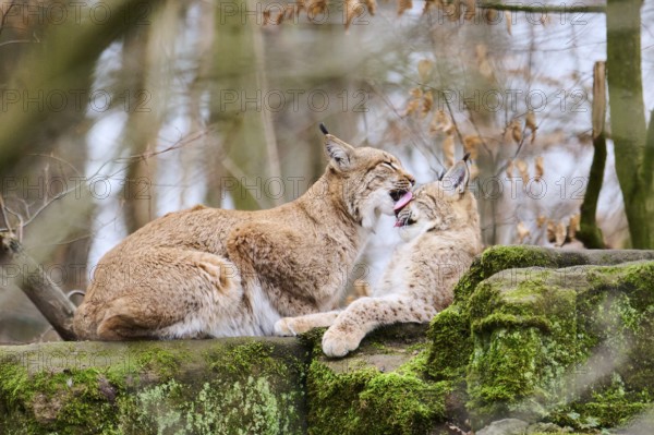 Eurasian lynx (Lynx lynx) mother with her youngster lying on a rock, Bavaria, Germany, Europe