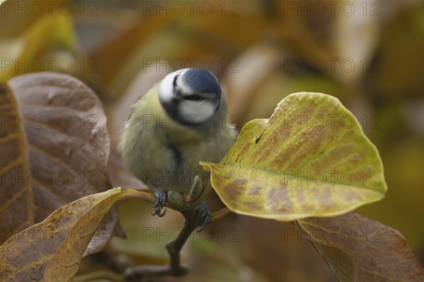 Blue tit (Cyanistes Caeruleus) adult bird shaking in a garden Magnolia tree with autumn leaves,