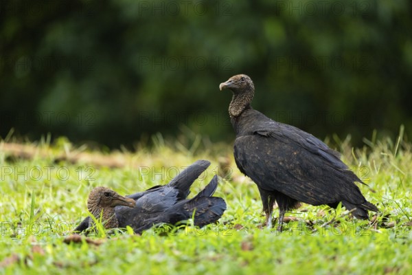 Raven vulture (Coragyps atratus), vulture birds (Aegypiinae), Laguna del Lagarto Lodge, Alajuela,