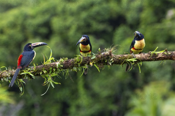 Collared Aracari (Pteroglossus torquatus), Toucans (Ramphastidae), Laguna del Lagarto Lodge,