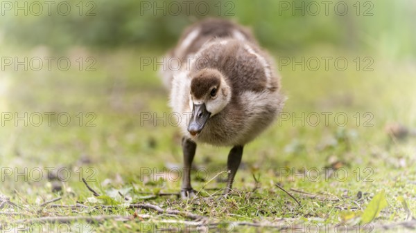 Nile goose chicks (Alopochen aegyptiaca) running through grass and branches, looking for food,