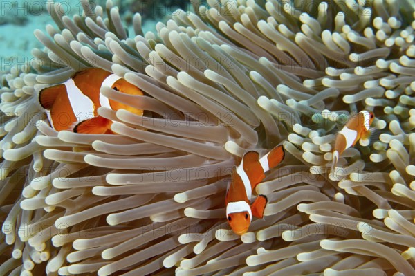 Ocellaris Clownfish (Amphiprion ocellaris), Nemo, swimming in a sea anemone in a coral reef,