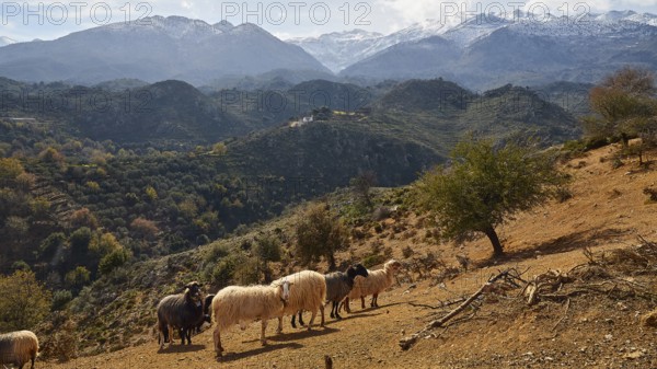 A flock of sheep on a hill with majestic mountains and cloudy sky in the background, sheep (e) or