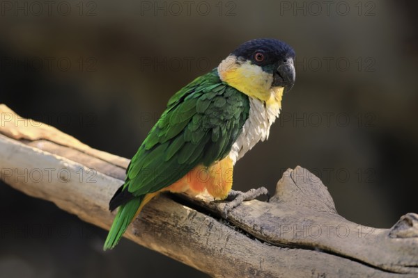 Green-winged Parrot (Pionites melanocephalus), adult, Waiting, alert, curious, Northern South