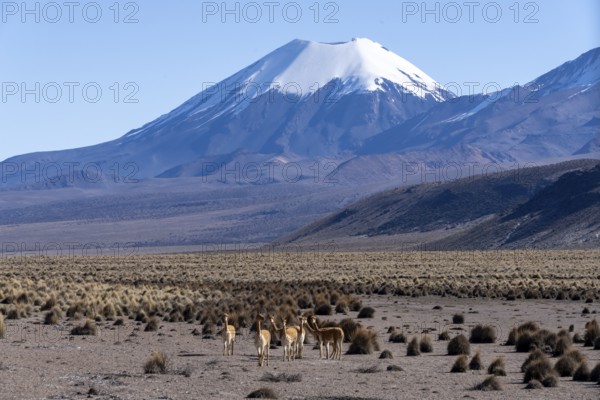 Vicuñas (Vicugna vicugna) in the foreground in front of the snow-covered volcano Parinacota, Sajama
