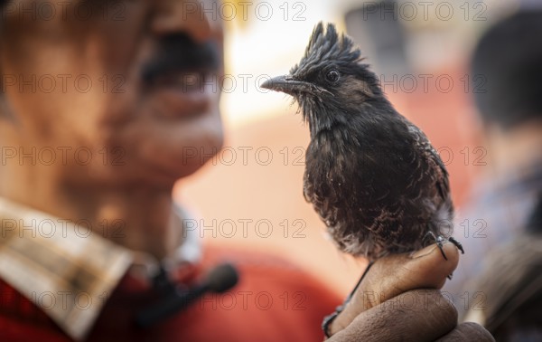 Hajo, India. 15 January 2024. Bird owners hold red-vented bulbuls before fighting during a