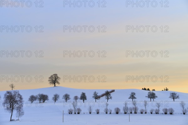 Winter landscape with snow-covered hills and trees under a pastel-coloured sunset, Menzingen, Zug,