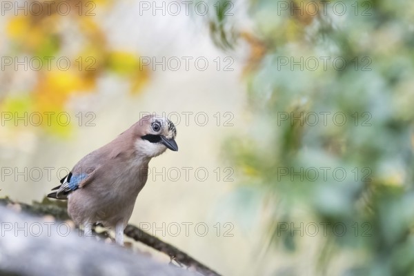 A jay (Garrulus glandarius) sitting on a branch surrounded by blurred green and yellow foliage,