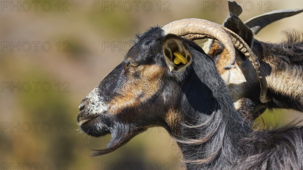 Black goat in profile with conspicuous horns in nature, goat (s), free-range, central north of the