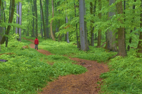 Quiet winding forest path, with a child, surrounded by trees and green forest floor, Hainich