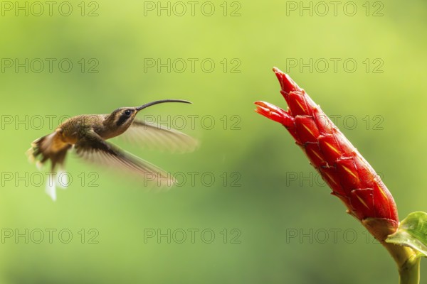Long-billed Shadow Hummingbird (Phaethornis longirostris), Hummingbird (Trochilidae), Swiftbirds