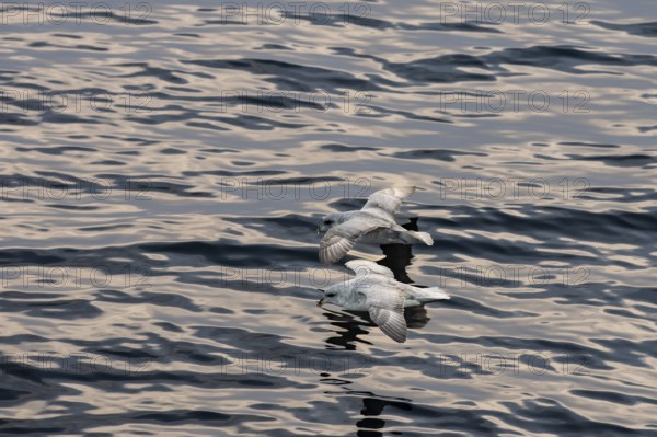 Northern fulmars (Fulmaris glacialis) in flight over the sea surface, Barents Sea, Northeast