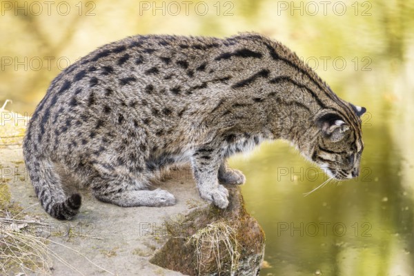 Fishing cat (Prionailurus viverrinus) at the shore of a lake on a sunny day, captive, Germany,