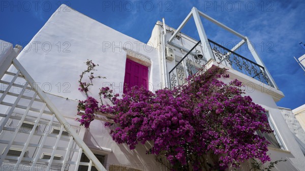 White façade with pink door and lush flowers on the staircase, Chora, Astypalea, Dodecanese, Greek