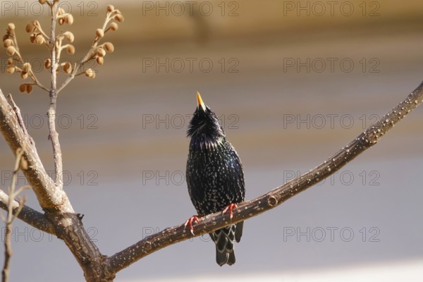 Starling (Sturnus vulgaris), early March, Germany, Europe