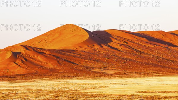 Wind-sculpted curved sand dunes in the evening light, in the Rub al Khali desert, Dhofar province,