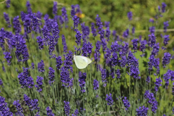 Lavender (Lavandula angustifolia), Cabbage butterfly (Pieris brassicae), butterfly, butterfly,