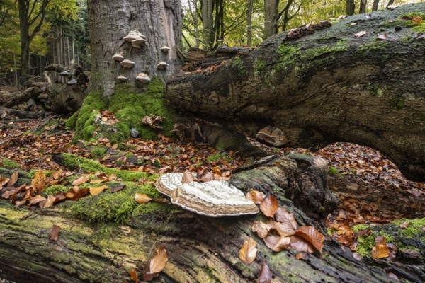Tinder fungus (Fomes fomentarius) on beech deadwood, Emsland, Lower Saxony, Germany, Europe