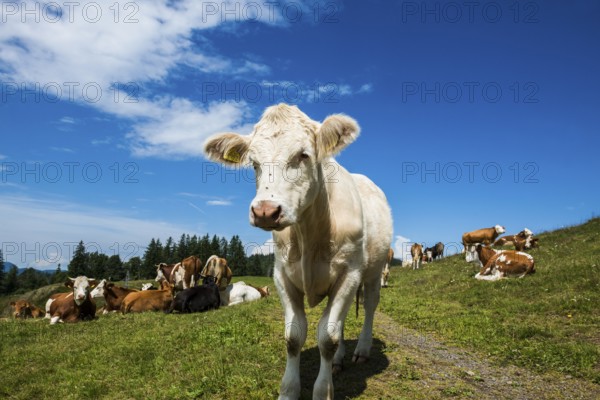 Dairy cows in front of a blue sky, Herzogenhorn, Southern Black Forest, Black Forest, Germany,