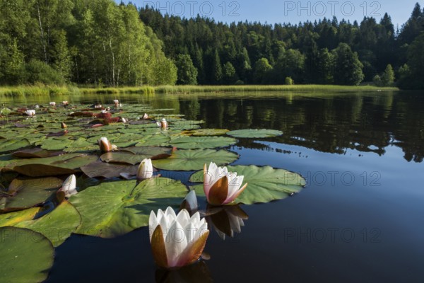 Klosterweiher, Dachsberg, Hotzenwald, Southern Black Forest, Black Forest, Baden-Württemberg,