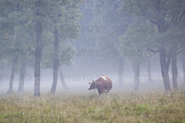 A Holstein Friesian cow stands grazing on a meadow with trees on a foggy day. Eng Valley, Austria,