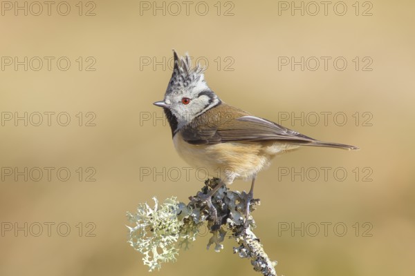 Crested Tit (Parus Scalloped ribbonfish) sitting on a thin branch covered with lichen, Wildlife,