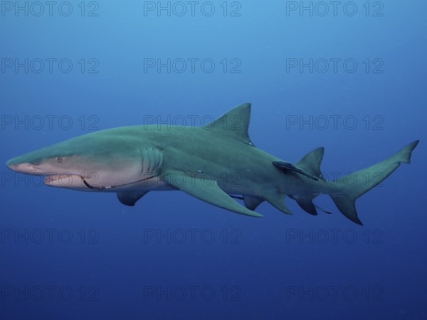 Side view of a lemon shark (Negaprion brevirostris) with a fishhook in its mouth, gliding through