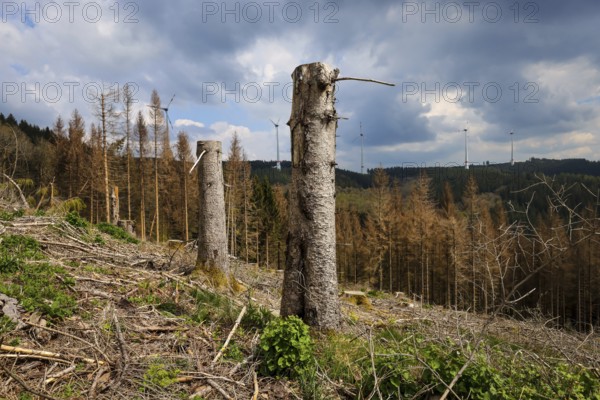 27.04.2022, Hilchenbach, North Rhine-Westphalia, Germany, Forest dieback in the Siegen-Wittgenstein