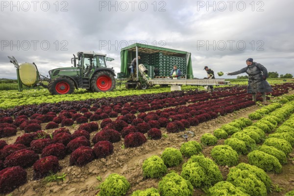 Soest, Sauerland, North Rhine-Westphalia, Germany - Vegetable cultivation, harvest helpers