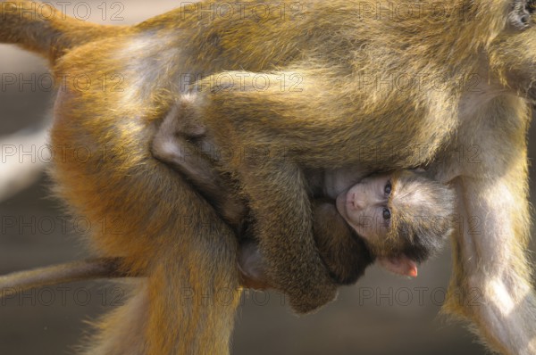 A baboon protectively carrying its young, Guinea baboon (Papio papio), captive, Germany, Europe
